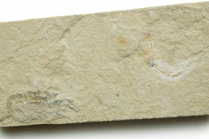 Cretaceous Fossil Shrimp and Fish - Lebanon #376594
